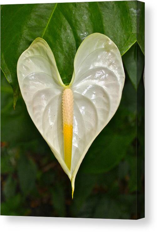 Anthurium Canvas Print featuring the photograph White Anthurium Heart by Venetia Featherstone-Witty