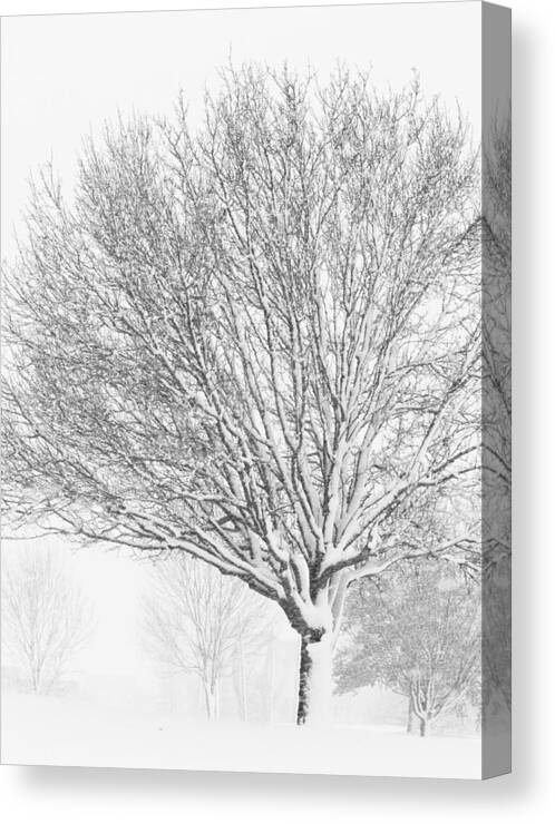 Winter Canvas Print featuring the photograph White Out by Roberta Kayne