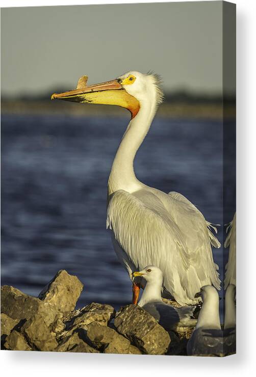 American White Pelican Canvas Print featuring the photograph White Pelican and Pals by Thomas Young