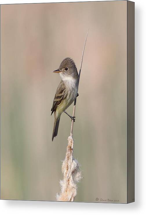 Willow Flycatcher Canvas Print featuring the photograph Willow Flycatcher by Daniel Behm
