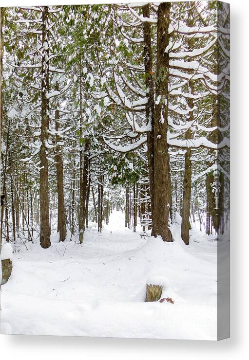 Winter Picture Canvas Print featuring the photograph Winter Morning by Gwen Gibson