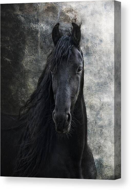 Animal Canvas Print featuring the photograph Young Frisian Stallion by Joachim G Pinkawa