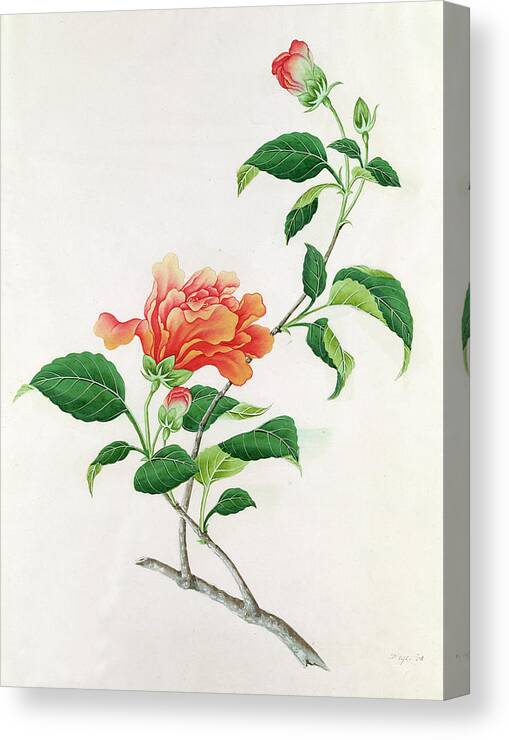 Orange; Flower; Plant; Bloom; Bud; Botanical Canvas Print featuring the painting Hibiscus by Georg Dionysius Ehret