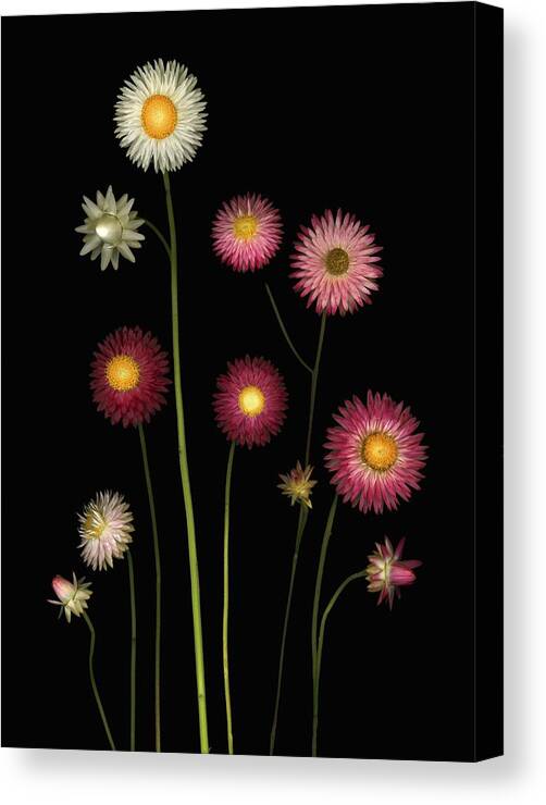 Blooming Canvas Print featuring the photograph Flowers #1 by Deddeda