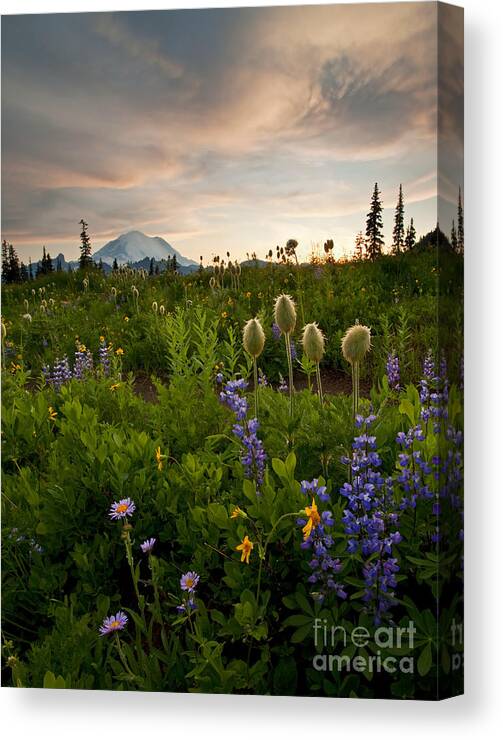 Aster Canvas Print featuring the photograph Lupine Sunset #1 by Michael Dawson