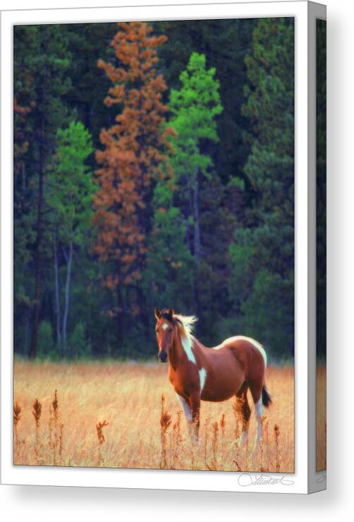 Horse Canvas Print featuring the photograph Ungulate in Field #1 by Lar Matre