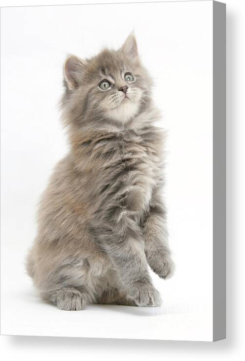 Animal Canvas Print featuring the photograph Maine Coon Kitten #10 by Mark Taylor