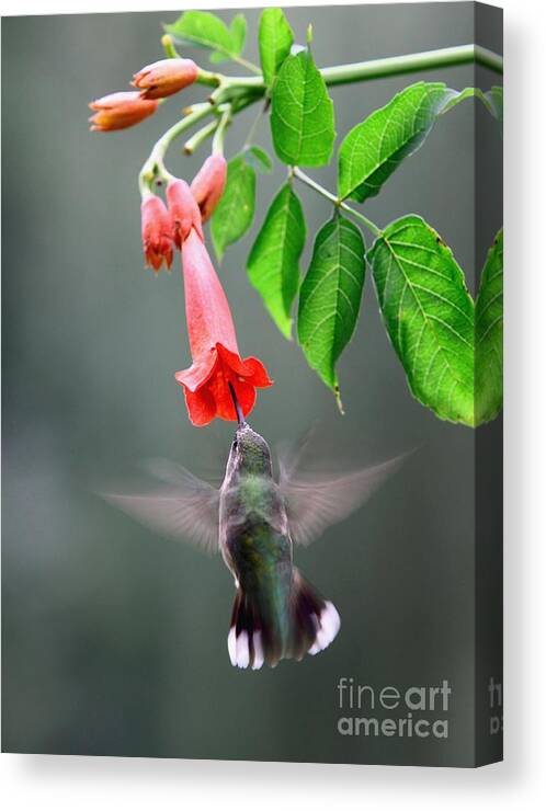 Nature Canvas Print featuring the photograph Ruby-throated Hummingbird #13 by Jack R Brock