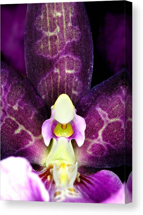 Orchid Canvas Print featuring the photograph Exotic Orchids of C Ribet #36 by C Ribet