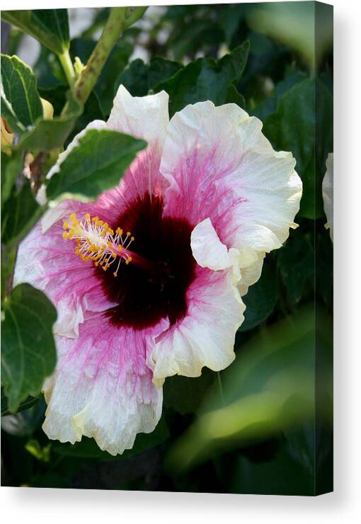 Flower Canvas Print featuring the photograph A Hibiscus of a Different Kind by Karen Harrison Brown