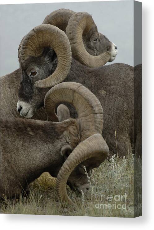 Big Horn Sheep Canvas Print featuring the photograph A Tangle Of Horns by Bob Christopher