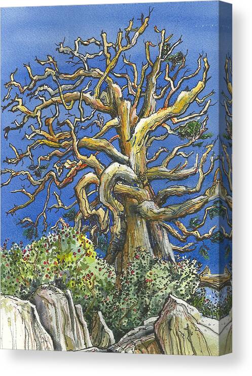 Pine Canvas Print featuring the painting An Old Bristol Pine by Terry Banderas