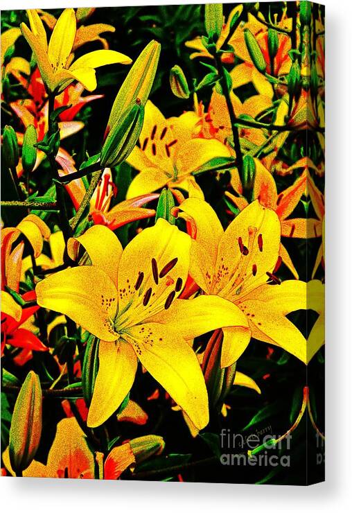Nature Canvas Print featuring the photograph Asiatics in May by Chris Berry