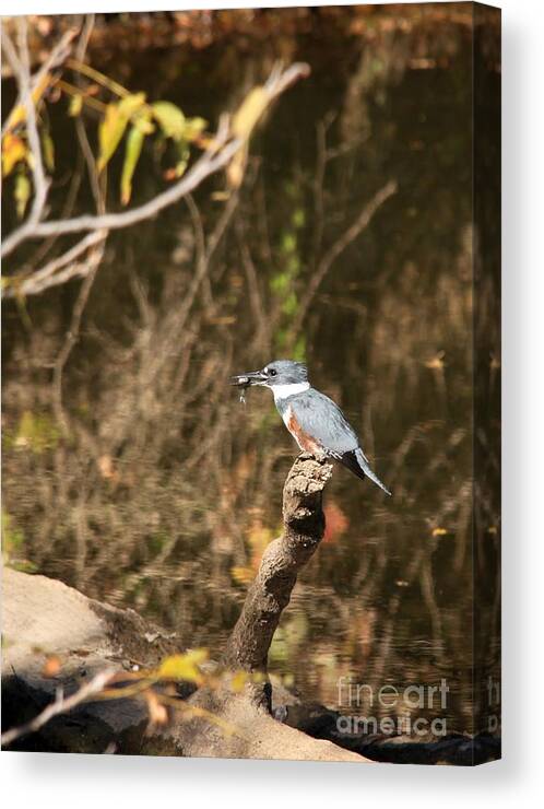 Nature Canvas Print featuring the photograph Belted Kingfisher by Jack R Brock