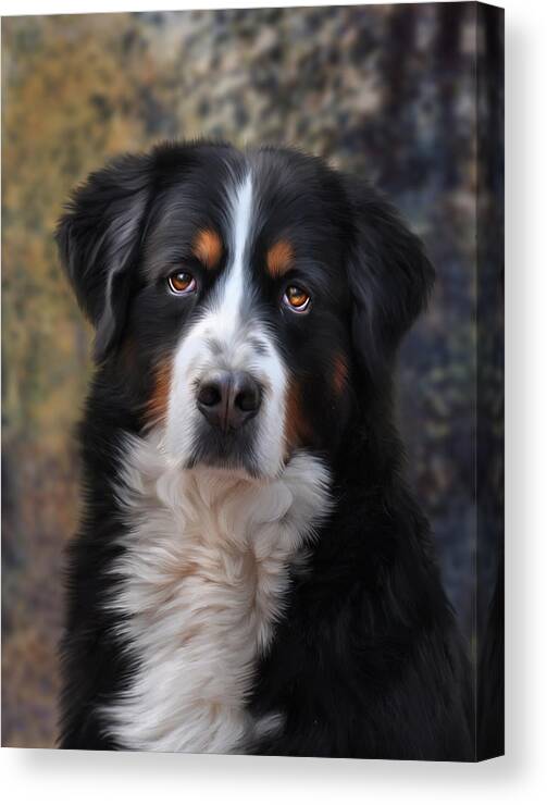 Bernese Canvas Print featuring the digital art Bernese Mountain Dog by Julie L Hoddinott