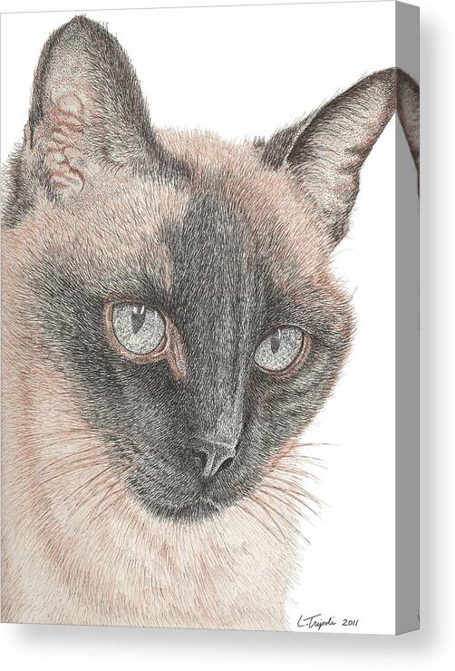 Cat Canvas Print featuring the drawing Chin Shu by Lawrence Tripoli