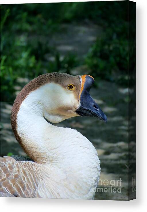 Goose Canvas Print featuring the photograph Chinese Goose by Art Dingo