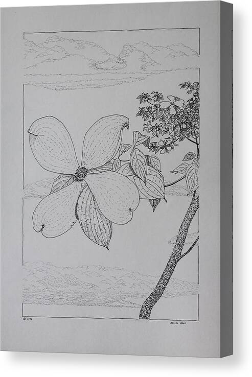 Dogwood Canvas Print featuring the drawing Dogwood by Daniel Reed