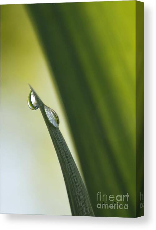 Dews Canvas Print featuring the photograph Green line in the droplet by Yumi Johnson