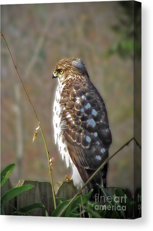 Red Tail Hawk Canvas Print featuring the photograph Hunter in a Farmer's World by Laura Brightwood