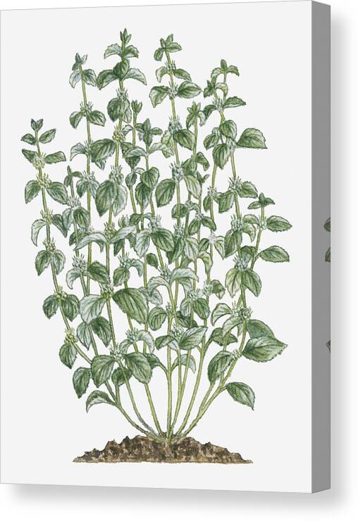 Vertical Canvas Print featuring the digital art Illustration Of Marrubium Vulgare (white Horehound) Bearing Clusters Of White Flowers And Grey-green Leaves On Tall Stems by Debra Woodward