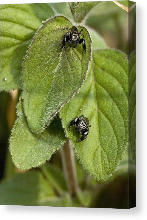 Jumping Spiders Canvas Print featuring the photograph Jumping Spiders (evarcha Arcuata) by Bob Gibbons