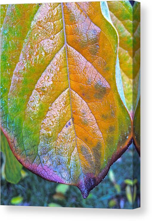 Persimmons Canvas Print featuring the photograph Leaf by Bill Owen