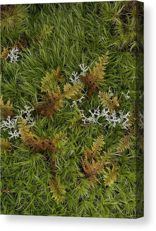 Bryophyta Canvas Print featuring the photograph Moss And Lichen by Daniel Reed