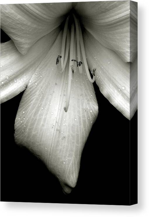 Lilly Canvas Print featuring the photograph Ode to Georgia,Black and white Lily by Marysue Ryan