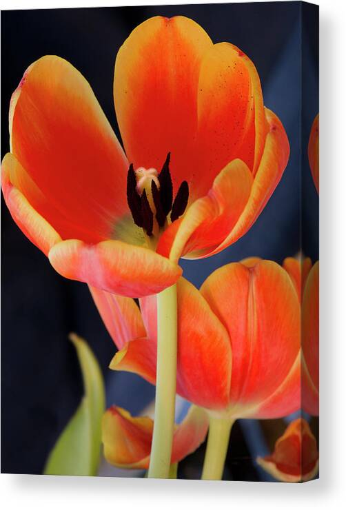 Blossom Canvas Print featuring the photograph Orange tulips by Gary Eason