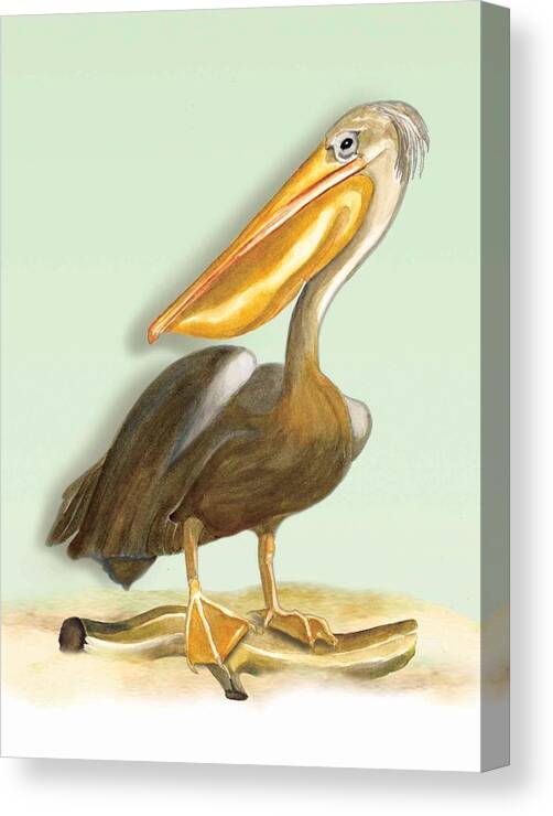 Pelican Beach Canvas Print featuring the painting Pelican Bill by Anne Beverley-Stamps