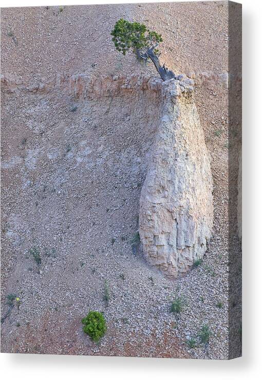 Strong Canvas Print featuring the photograph Perserverance by Patricia Bolgosano