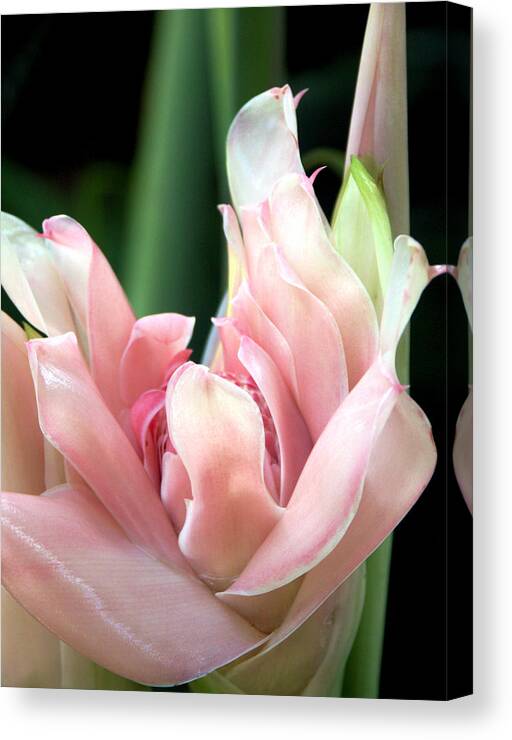 Torch Ginger Canvas Print featuring the photograph Pink Torch Ginger by Jocelyn Kahawai