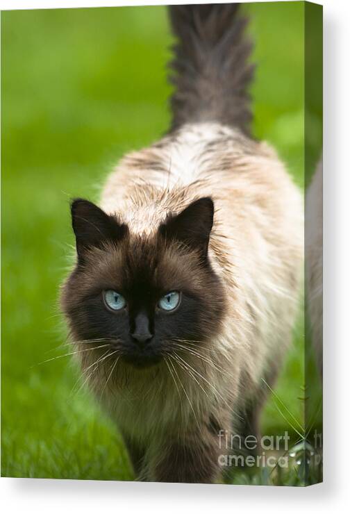 Ahead Canvas Print featuring the photograph Ragdoll cat by Andrew Michael