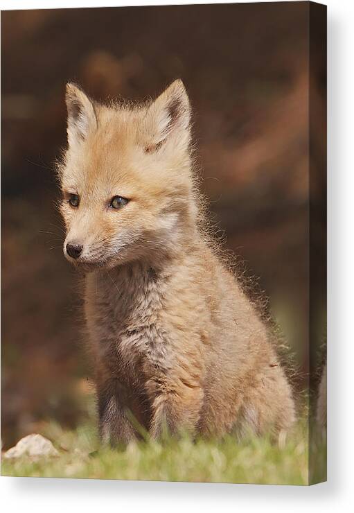 Red Fox Canvas Print featuring the photograph Red Fox Kitt by Dale J Martin