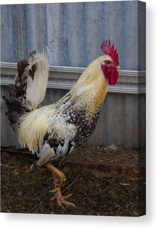 Chicken Canvas Print featuring the photograph Rooster rules. by Carole Hinding