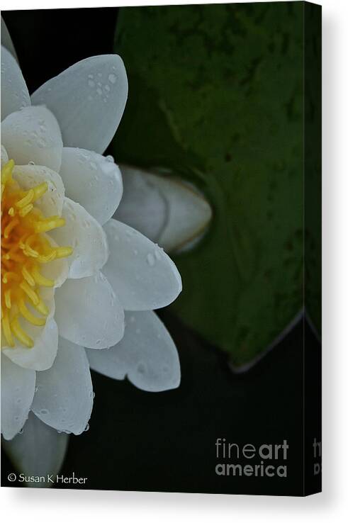 Outdoors Canvas Print featuring the photograph Sneaking In by Susan Herber