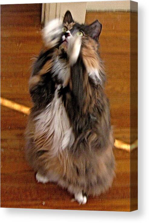 Cat Up On Hind Legs Canvas Print featuring the photograph Standing Ovation by Byron Varvarigos