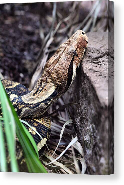 The Boa Canvas Print featuring the photograph The Boa by JC Findley