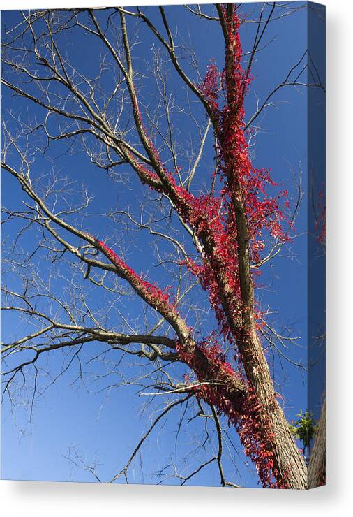 Landscape Canvas Print featuring the photograph The Red Tree by Nick Mares