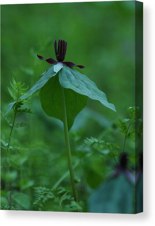 Trillium Stamineum Canvas Print featuring the photograph Twisted Trillium by Daniel Reed