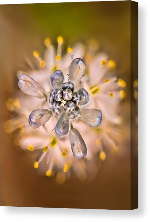 2012 Canvas Print featuring the photograph Wild Hyacinth by Robert Charity