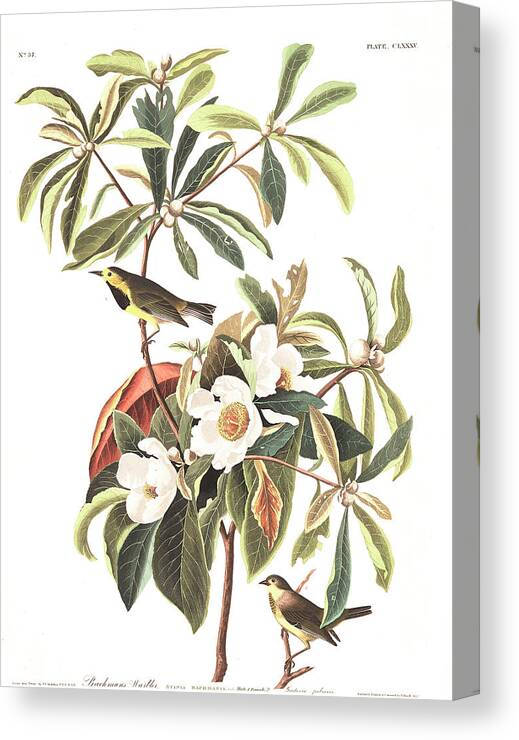 Warbler Canvas Print featuring the painting Bachman's Warbler by John James Audubon