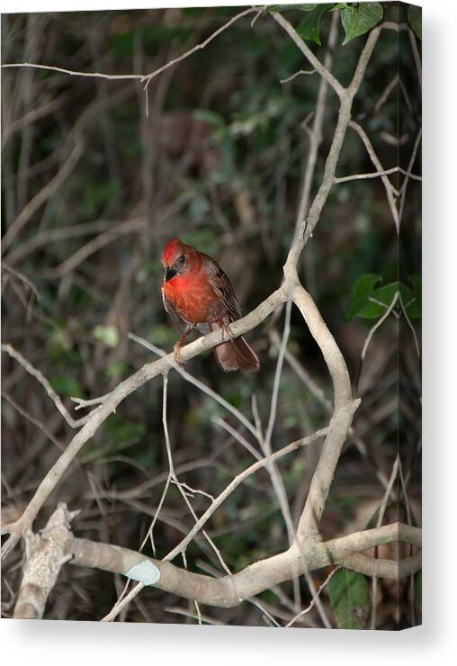 Mexico Quintana Roo Canvas Print featuring the digital art Hepatic Tanager at the Coba Ruins #2 by Carol Ailles