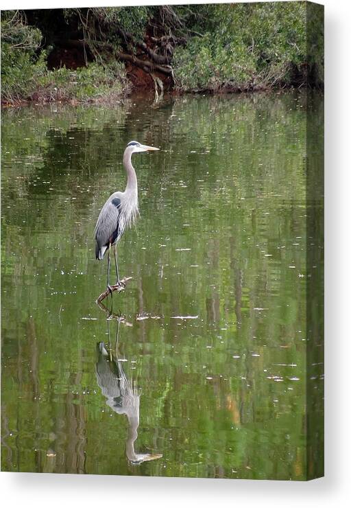 Blue Heron Canvas Print featuring the digital art Blue Heron II  #1 by Don Wright