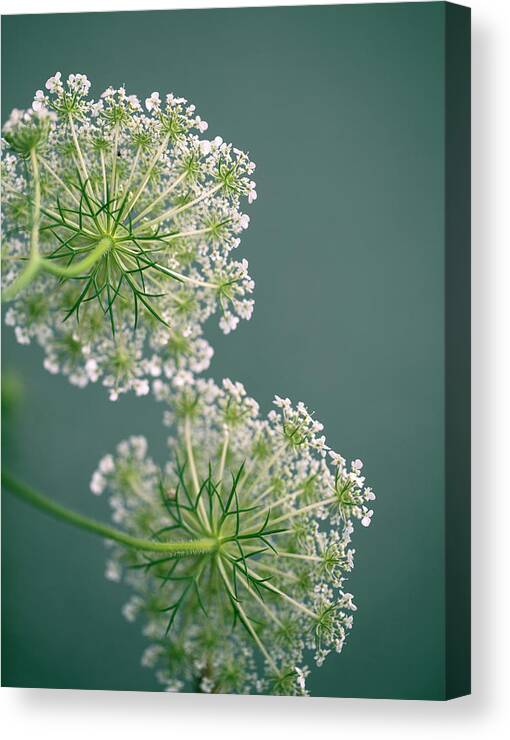 Dill Canvas Print featuring the photograph Fragile Dill Umbels on Summer Meadow #1 by Nailia Schwarz