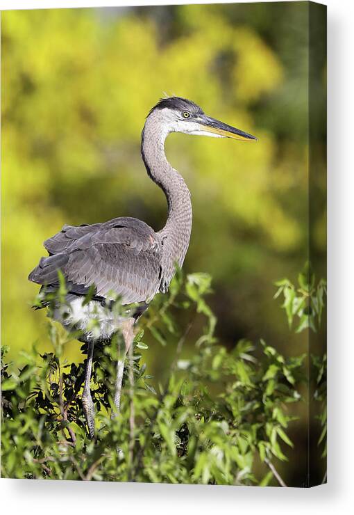 Great Blue Heron Canvas Print featuring the photograph Great Blue Heron #1 by Jack Nevitt