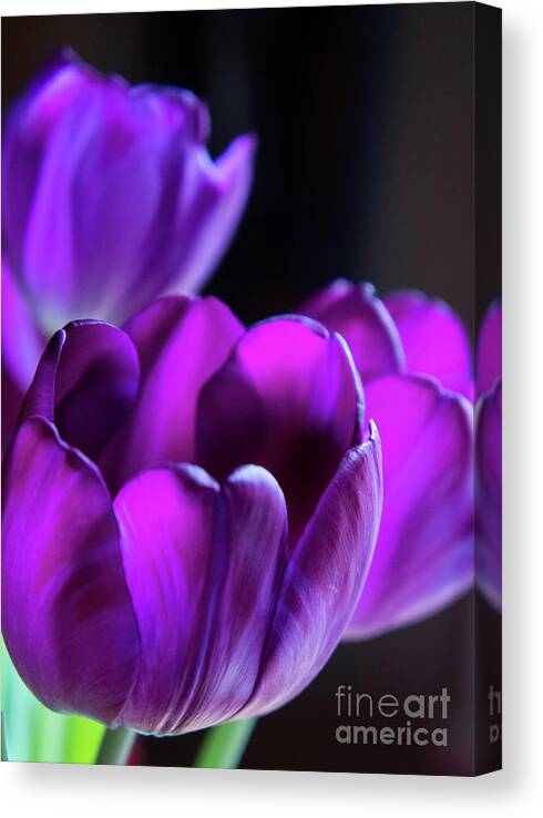 Flora Canvas Print featuring the photograph Purple Tulips 1 #1 by Jill Greenaway