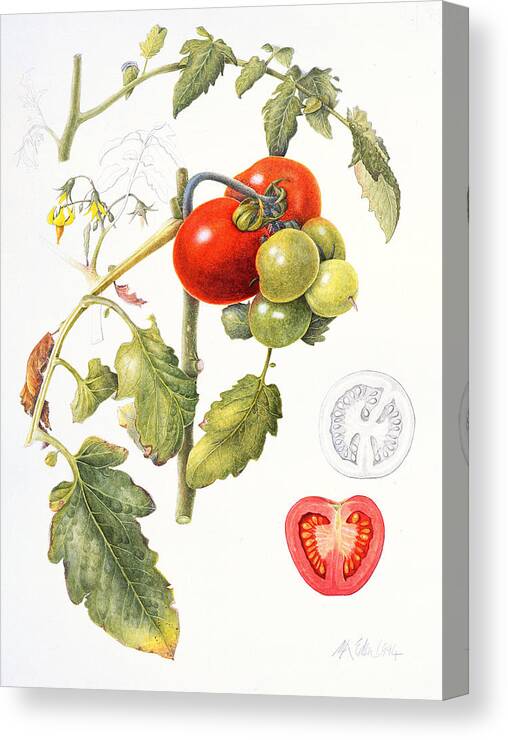 Tomato Canvas Print featuring the painting Tomatoes by Margaret Ann Eden