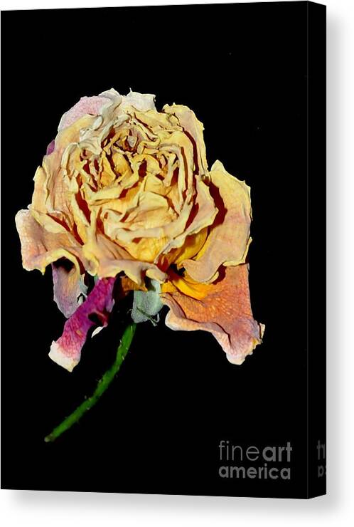Rose Canvas Print featuring the photograph Rose #18 by Sylvie Leandre